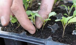 A20 Thinning seedlings