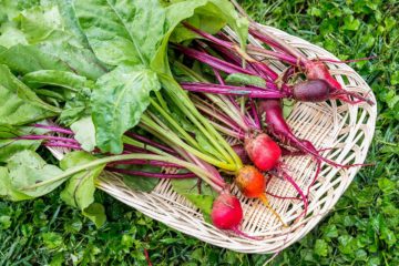 Source: https://www.thespruce.com/how-to-grow-beets-in-the-home-garden-1403456