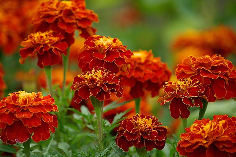 The Plant of the Season Marigolds Each Green Corner