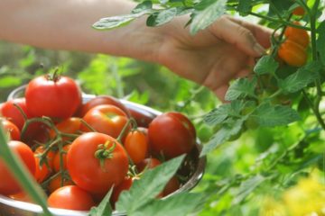 tomato-picking-royalty-free-image-1589924812