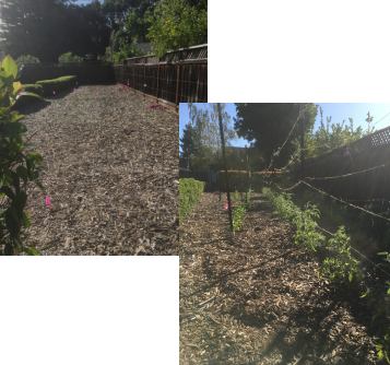 Before and after garden maintained by our team