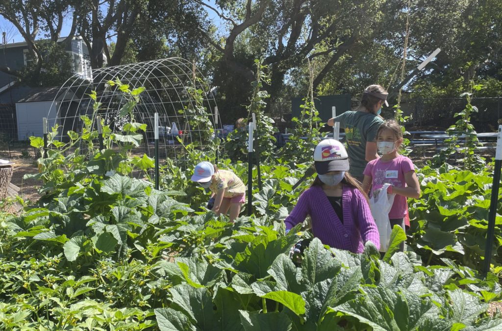 Young volunteers working with adult gardeners.