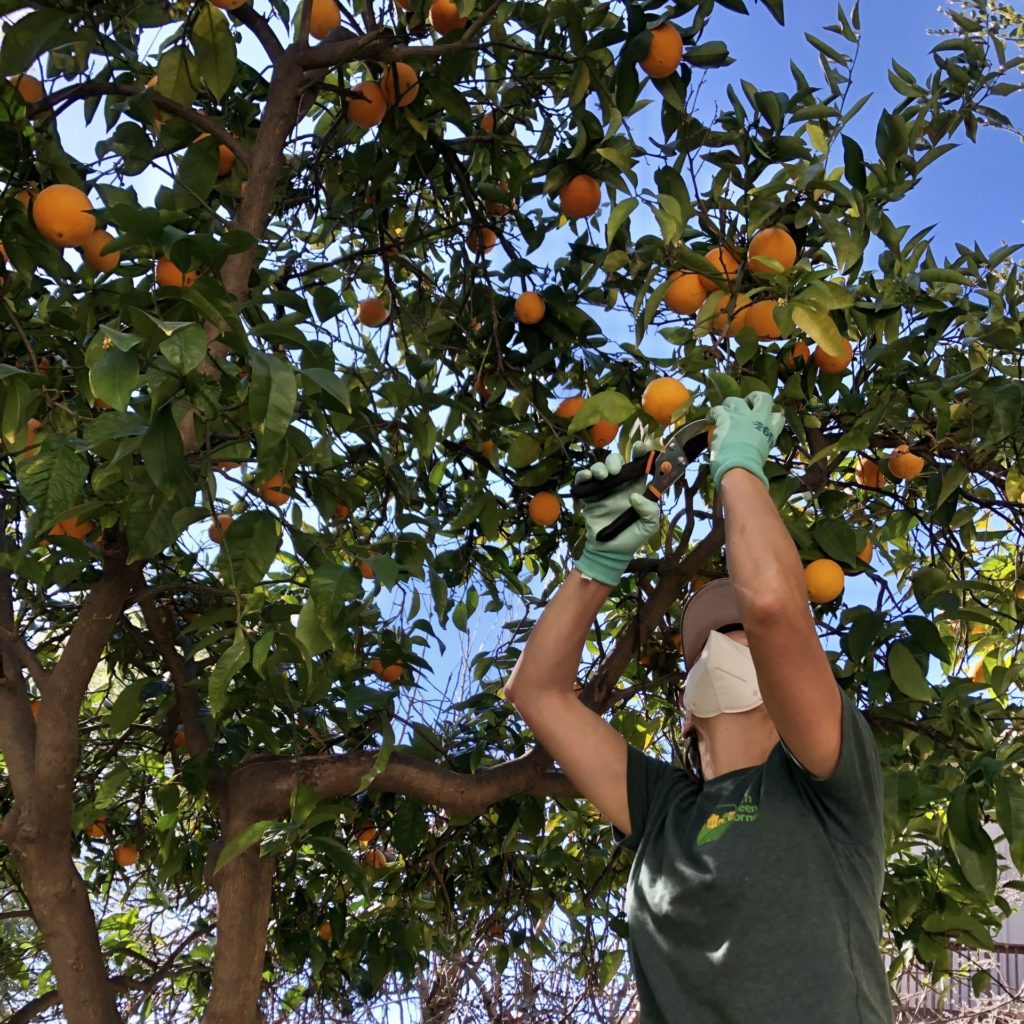 Volunteer harvesting oranges.