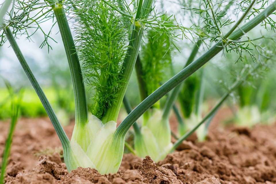 National Herb Day Fennel Each Green Corner