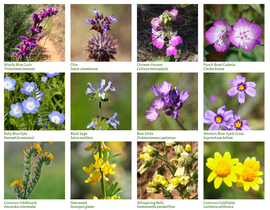The Importance of Native Wildflowers – Each Green Corner