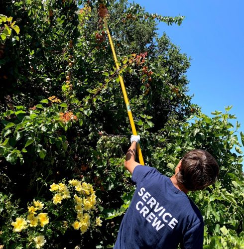 Neighborhood Harvest Day - July 17, 2021